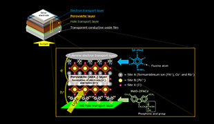Schematics of the perovskite solar cell (left), its structure (middle) and the molecules integrated into its interfaces (right)