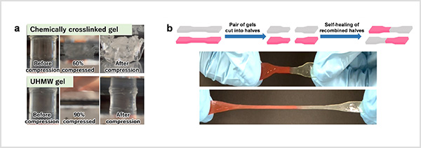 "Figure. (a) Comparison of compressibility between a chemically crosslinked gel and a UHMW gel. (b) Schematic showing UHMW gels’ ability to be recombined and the photos of recombined gels being stretched." Image