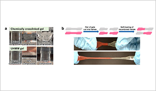 (a) Comparison of compressibility between a chemically crosslinked gel and a UHMW gel. (b) Schematic showing UHMW gels’ ability to be recombined and the photos of recombined gels being stretched.