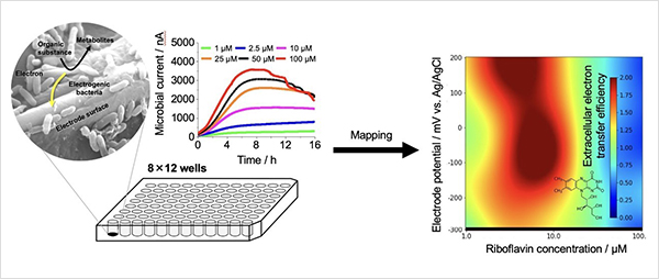 "Figure.A developed high-throughput electrochemical device enables simultaneous independent electrochemical measurements in the 96-well electrochemical plate with three electrodes printed at the bottom of every well. High-throughput comparison and analysis of different electrochemical conditions among the wells. Results of the evaluation of power generation enhancement efficiency against riboflavin concentrations and electrode potentials in Shewanella spp. using a Gaussian process regression model, showing high performance over a wide range of electrode potentials in the low-concentration region." Image