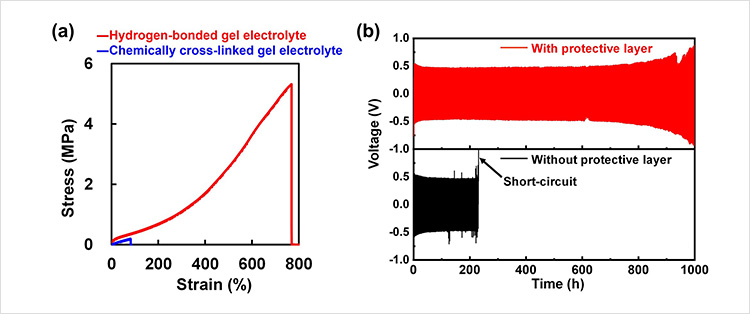 "Figure.(a) Stress-strain curves of the hydrogen-bonded gel electrolyte developed in this research and a conventional chemically crosslinked gel electrolyte.(b) Comparison of cycling behavior between model cells with (red) and without (black) an artificial protective layer made of the gel electrolyte." Image