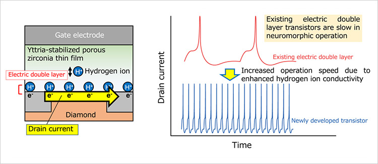 "Figure. (Left) Schematic diagram of the electric double layer transistor developed in this research project. (Right) Significantly higher neuromorphic operation speed was achieved using this transistor compared to existing electric double layer transistors." Image
