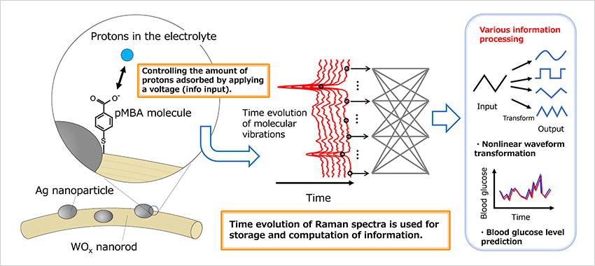 "Figure. The deployment of few-molecule reservoir computing harnessing surface-enhanced Raman scattering for predicting blood glucose levels." Image