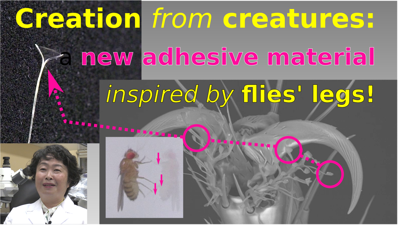 Creation from creatures: a new adhesive material inspired by a fly's legs!
