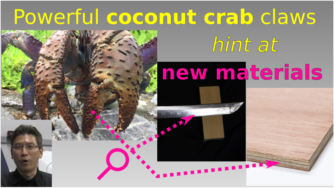 Powerful coconut crab claws hint at new materials