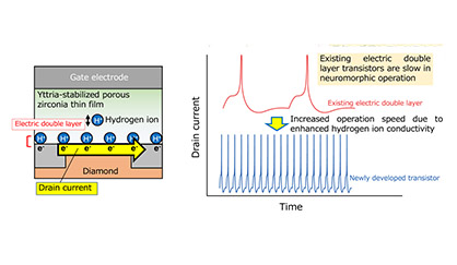 (Left) Schematic diagram of the electric double layer transistor developed in this research project. (Right) Significantly higher neuromorphic operation speed was achieved using this transistor compared to existing electric double layer transistors.