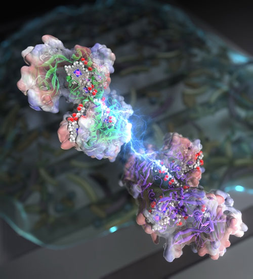 Dynamic interprotein electron transfer between OmcA and MtrC on the cell surface, where their collisions ignite cascades of electron flow across Shewanella biofilms — like sparks illuminating a living circuit.