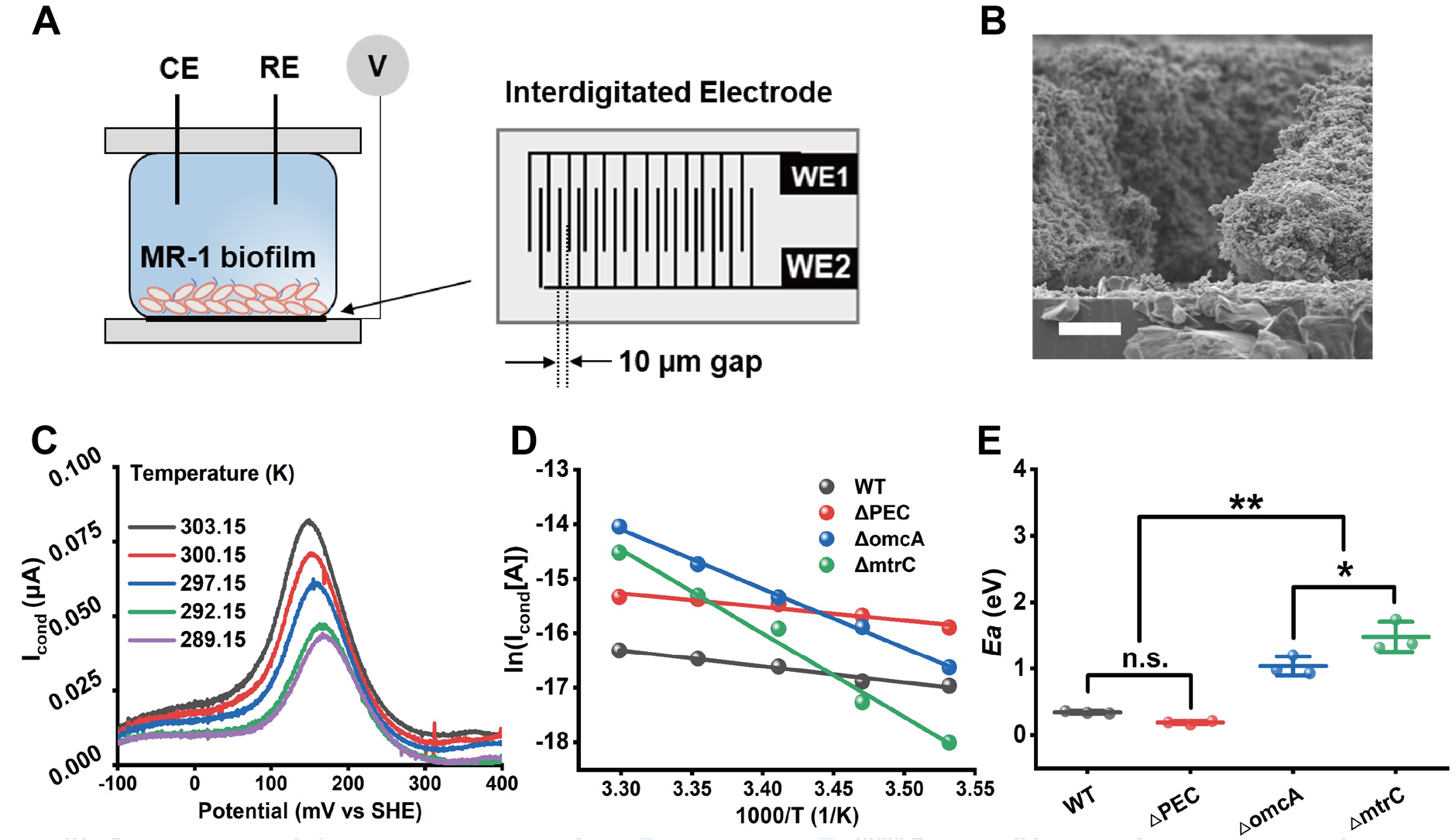 Conductive current measurements for thebiofilm of Shewanella oneidensis MR-1(S.MR-1) and representative conduction current (Icond) versus the gate potential under each temperature