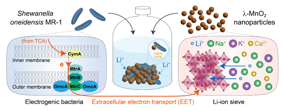 Shewanella oneidensis MR-1, electrogenic bacteria, provides electrons outside the cell by extracellular electron transport (EET). On the other hand, λ-MnO2 with a spinel structure is a Li-ion sieve that prevents the intercalation of larger ions (e.g., Na<sup>+</sup>, K<sup>+</sup>, Ca<sup>2+</sup>). In this method, MR-1 and λ-MnO2 are self-agglomerated at the bottom of the reactor, and Li ions in the solution intercalates into λ-MnO2 due to the charge compensation for electrons supplied by MR-1.