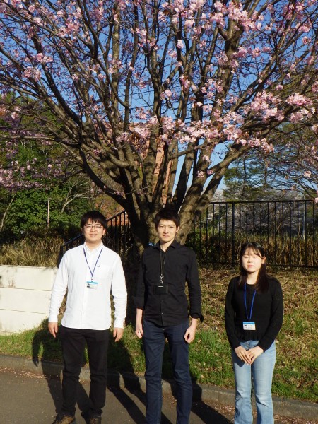 Standing under a cherry blossom tree on the NIMS campus, Group Leader Mandai (center), Researcher Iimura (left), and Junior Researcher Kobayashi (right)