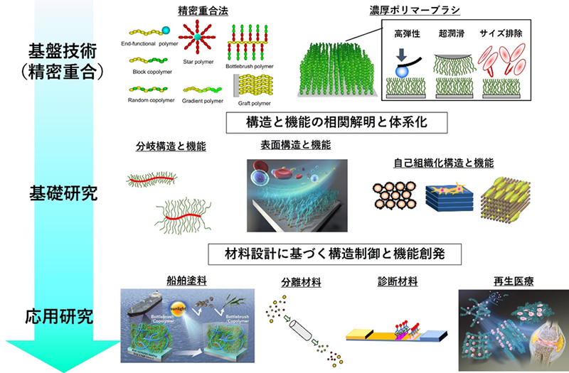 精密重合法を用いた高分子の構造制御