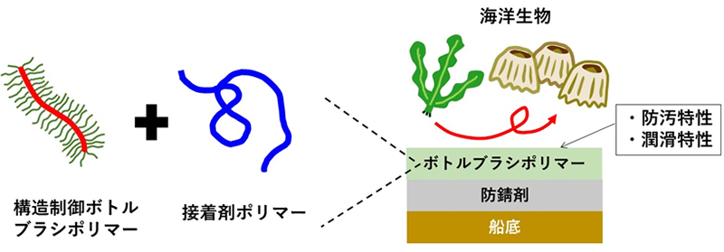 構造制御ボトルブラシポリマーを用いた船底塗料の開発