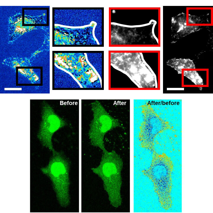 Home | Mechanobiology group