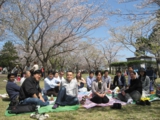 130404_hanami2.jpg