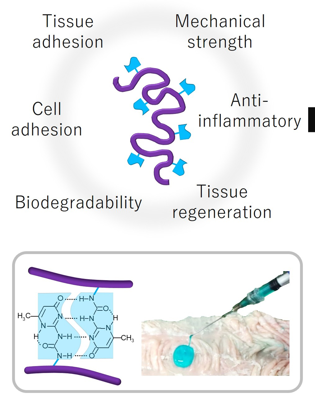 Conceptual diagrams illustrating properties such as tissue adhesion, cell adhesion, mechanical properties, anti-inflammatory effects, biodegradability, and tissue regeneration, along with molecular structure images and real-world examples of injection applications