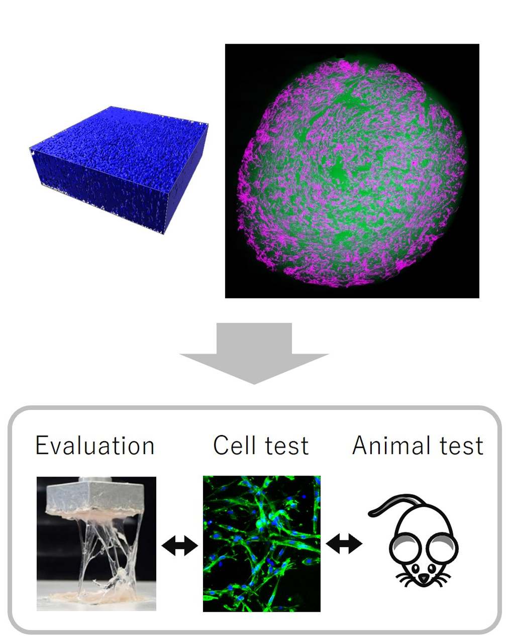 A conceptual diagram of the development process, progressing from cell culture images to physical property evaluation, cell-based assays, and animal testing