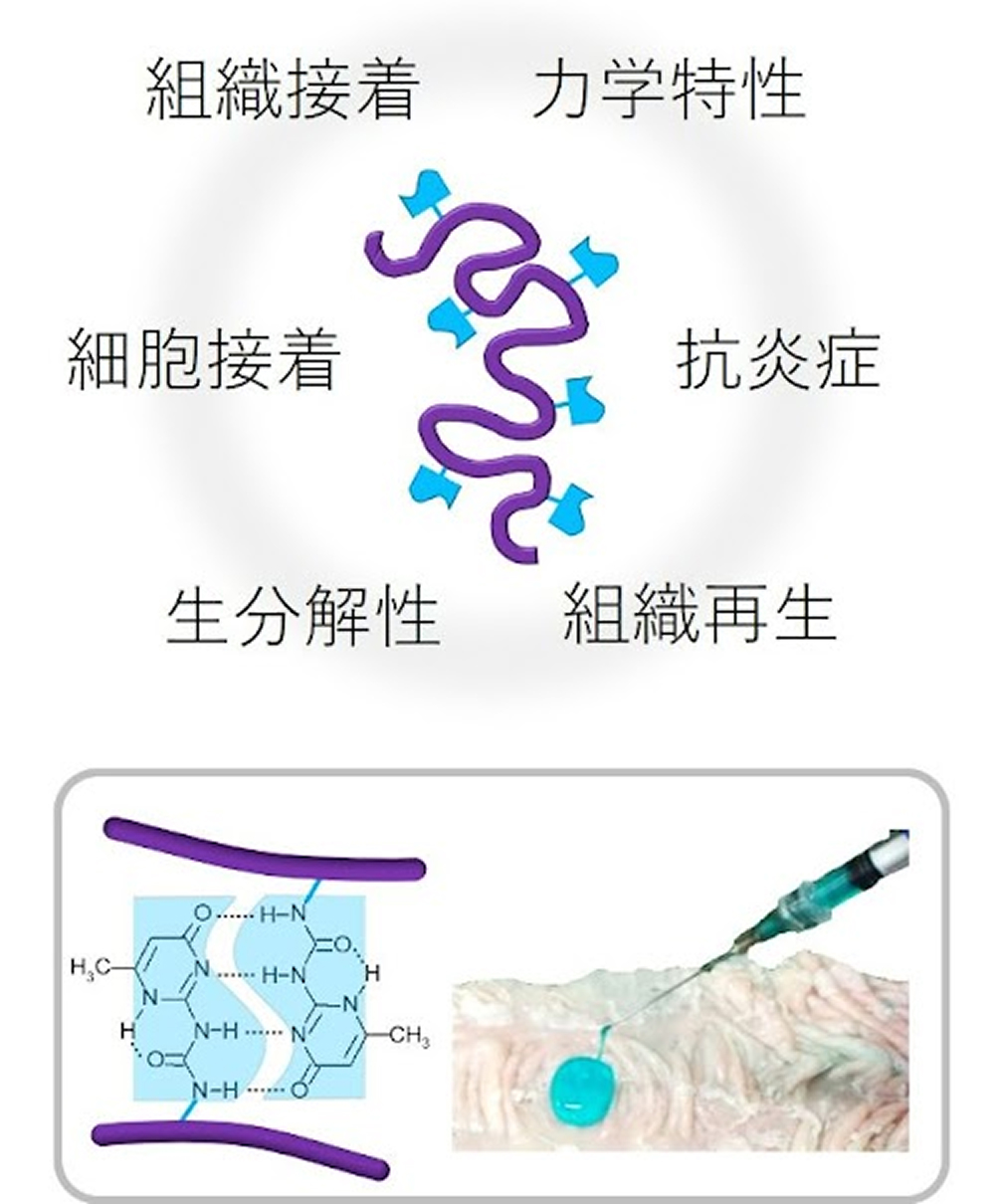 組織接着・細胞接着・力学特性・抗炎症・生分解性・組織再生といった特性を持つ概念図と、分子構造イメージおよび注射による実物例