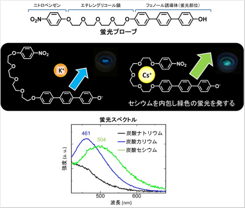 図1　セシウムを検出する蛍光プローブの分子構造と蛍光メカニズムおよび蛍光スペクトル