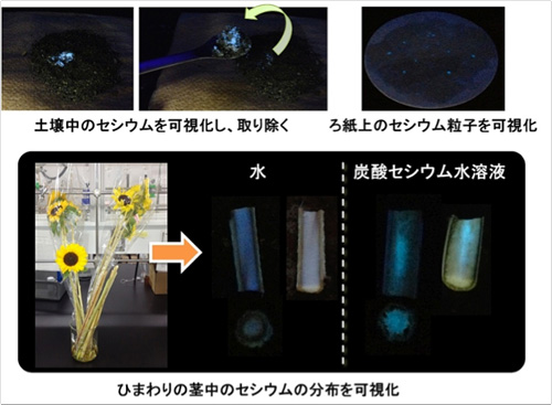 図2　土壌中やろ紙上、ひまわりの茎中のセシウムの分布を可視化