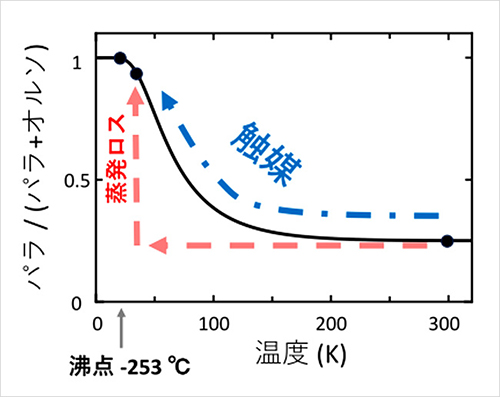 オルソ水素とパラ水素の比率は、冷却速度に大きく影響される。触媒なしで水素を急冷すると、図中の赤い破線で示すように、貯蔵中に蒸発ロスが生じる。従って、液化工程の前に、オルソ水素をパラ水素に完全に変換する触媒の使用が不可欠となる (青い破線で図示) 