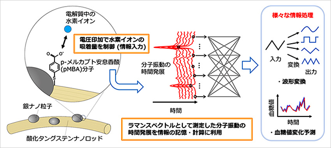 プレスリリース中の図 : 少数の有機分子 (p-メルカプト安息香酸) の分子振動を用いる物理リザバーコンピューティング