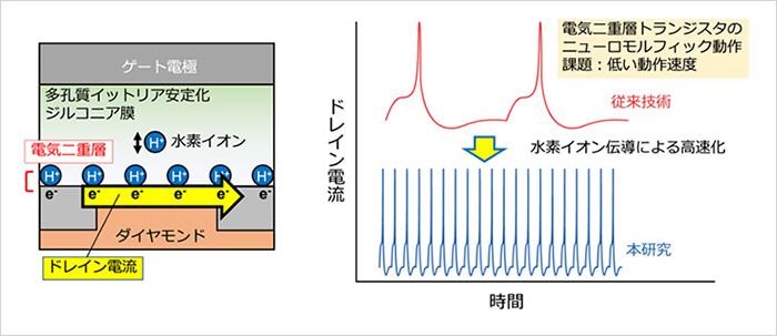  (左) 開発した電気二重層トランジスタの模式図、 (右) ニューロモルフィック動作の高速化。