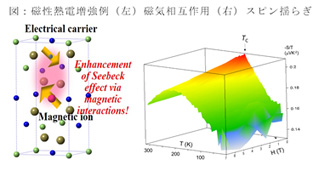 磁性熱電増強例：（左）磁気相互作用（右）スピン揺らぎ
