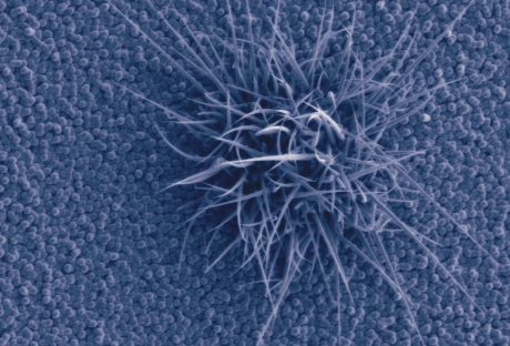 Semiconductor Materials Field Image