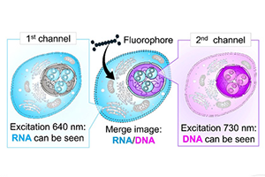 Using two types of harmless red-to-near-infrared light, both DNA and RNA can be distinguished simultaneously inside a cell.