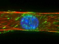 fluorescence of cell