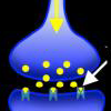 synapse