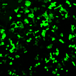 gene_transfection