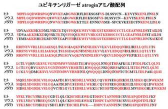 ヒト、マウス、メダカのユビキチンリガーゼ(atrogin)のアミノ酸配列の比較