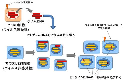 図１　ゲノム組換えの模式図