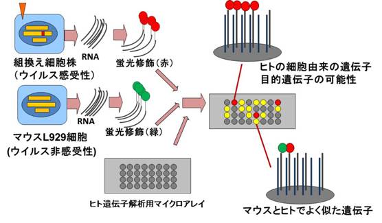 図３　マイクロアレイを使ったヒト由来遺伝子の同定実験