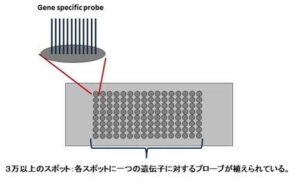 図１：DNAマイクロアレイ