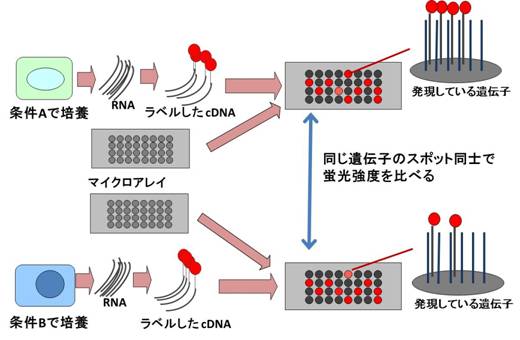 図３：マイクロアレイ解析　一色法（文献１より改変して引用）