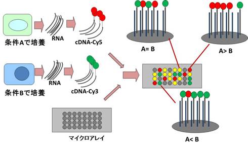 図４：マイクロアレイ解析　二色法（文献１より改変して引用）