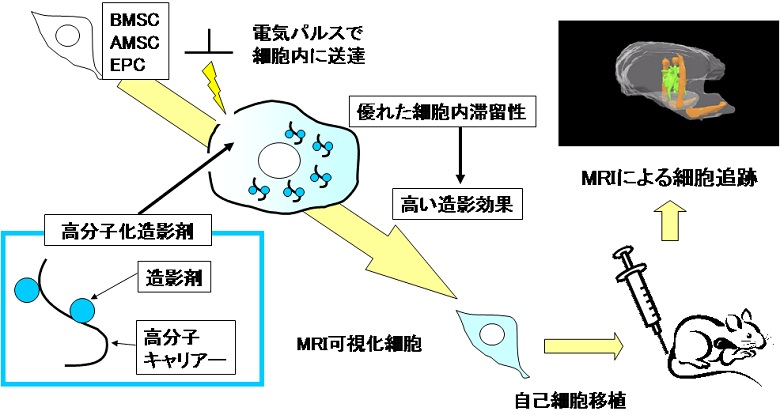 図2　移植細胞を追跡するMRIプローブの開発