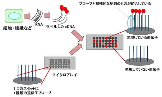 図２：マイクロアレイ解析（文献１より改変して引用）