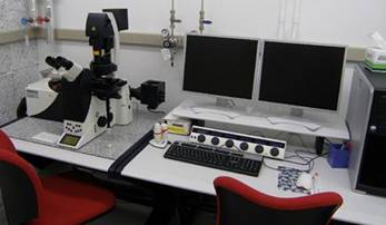 共焦点レーザー走査蛍光顕微鏡