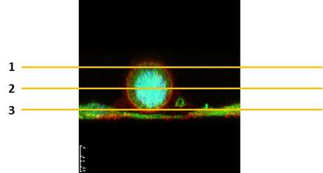 共焦点レーザー走査蛍光顕微鏡で観察した細胞（横から見た図）
