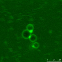 図２：蛍光標識した大豆多糖類が油滴表面を覆っている