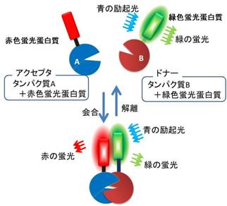 図１.　分子間FRETの概念図