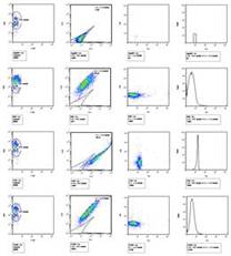 図3.　分子内FRETの計測