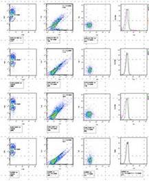 図4.　分子間FRETの計測