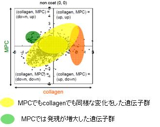 図3　移植したスキャフォールドの組織学的観察