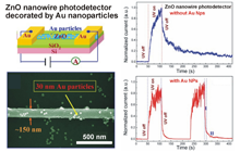 Figure 2. Schematic illustration of Au-nanoparticles (NP)-decorated ZnO nanowire device. Scanning electron microscope (SEM) image of an Au-NP-decorated ZnO nanowire. Photoresponse behavior of ZnO nanowire photodetectors without (blue curve) and with (red curve) Au nanoparticles.