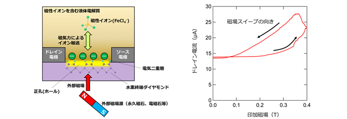 外部磁場で磁性イオンを輸送させてダイヤモンドの電気抵抗を制御する