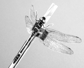 「プレス資料中の図2: 図1のポリミドフィルム/形状記憶合金薄膜アクチュエータで羽を動かすトンボのおもちゃ。」の画像